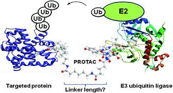 Graphical abstract: Impact of linker length on the activity of PROTACs