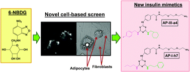 Graphical abstract: Novel use of fluorescent glucose analogues to identify a new class of triazine-based insulin mimetics possessing useful secondary effects