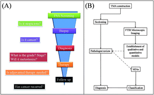 Graphical abstract: Fourier transform infrared imaging analysis in discrimination studies of squamous cell carcinoma