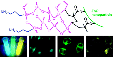 Graphical abstract: ZnO@silica core–shell nanoparticles with remarkable luminescence and stability in cell imaging