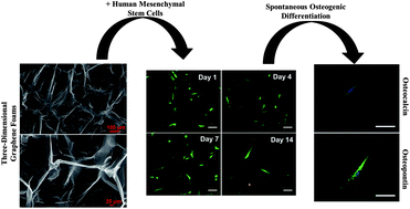 Graphical abstract: Three-dimensional graphene foams promote osteogenic differentiation of human mesenchymal stem cells