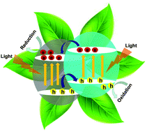 Graphical abstract: Semiconductor heterojunction photocatalysts: design, construction, and photocatalytic performances