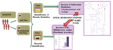 Graphical abstract: High levels of Bifidobacteria are associated with increased levels of anthocyanin microbial metabolites: a randomized clinical trial