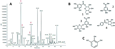 Graphical abstract: Pyrogallol, an absorbable microbial gallotannins-metabolite and mango polyphenols (Mangifera Indica L.) suppress breast cancer ductal carcinoma in situ proliferation in vitro