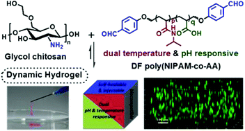 Graphical abstract: Synthesis of an injectable, self-healable and dual responsive hydrogel for drug delivery and 3D cell cultivation