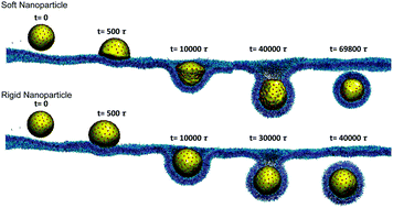 Graphical abstract: Understanding receptor-mediated endocytosis of elastic nanoparticles through coarse grained molecular dynamic simulation