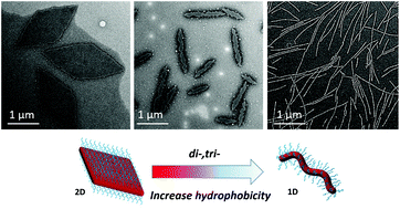 Graphical abstract: Understanding the CDSA of poly(lactide) containing triblock copolymers