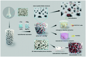 Graphical abstract: Biodegradable macroporous scaffold with nano-crystal surface microstructure for highly effective osteogenesis and vascularization