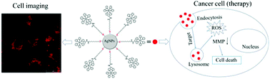 Graphical abstract: Luminescent Ru(ii)-thiol modified silver nanoparticles for lysosome targeted theranostics