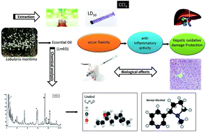 Graphical abstract: Essential oil from halophyte Lobularia maritima: protective effects against CCl4-induced hepatic oxidative damage in rats and inhibition of the production of proinflammatory gene expression by lipopolysaccharide-stimulated RAW 264.7 macrophages