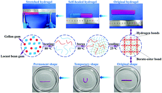 Graphical abstract: Locust bean gum/gellan gum double-network hydrogels with superior self-healing and pH-driven shape-memory properties