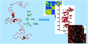 Graphical abstract: Unravelling the effect of N(ε)-(carboxyethyl)lysine on the conformation, dynamics and aggregation propensity of α-synuclein