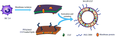 Graphical abstract: An exosome-mimicking membrane hybrid nanoplatform for targeted treatment toward Kras-mutant pancreatic carcinoma