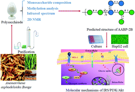 Graphical abstract: Structural characterization and in vitro hypoglycaemic activity of glucomannan from Anemarrhena asphodeloides Bunge