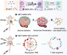 Graphical abstract: Metformin reprograms tumor microenvironment and boosts chemoimmunotherapy in colorectal cancer