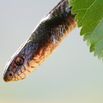 A non-poisonous black snake, Dolichophis Jugularis is seen