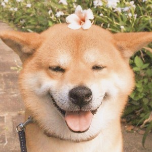 Shiba