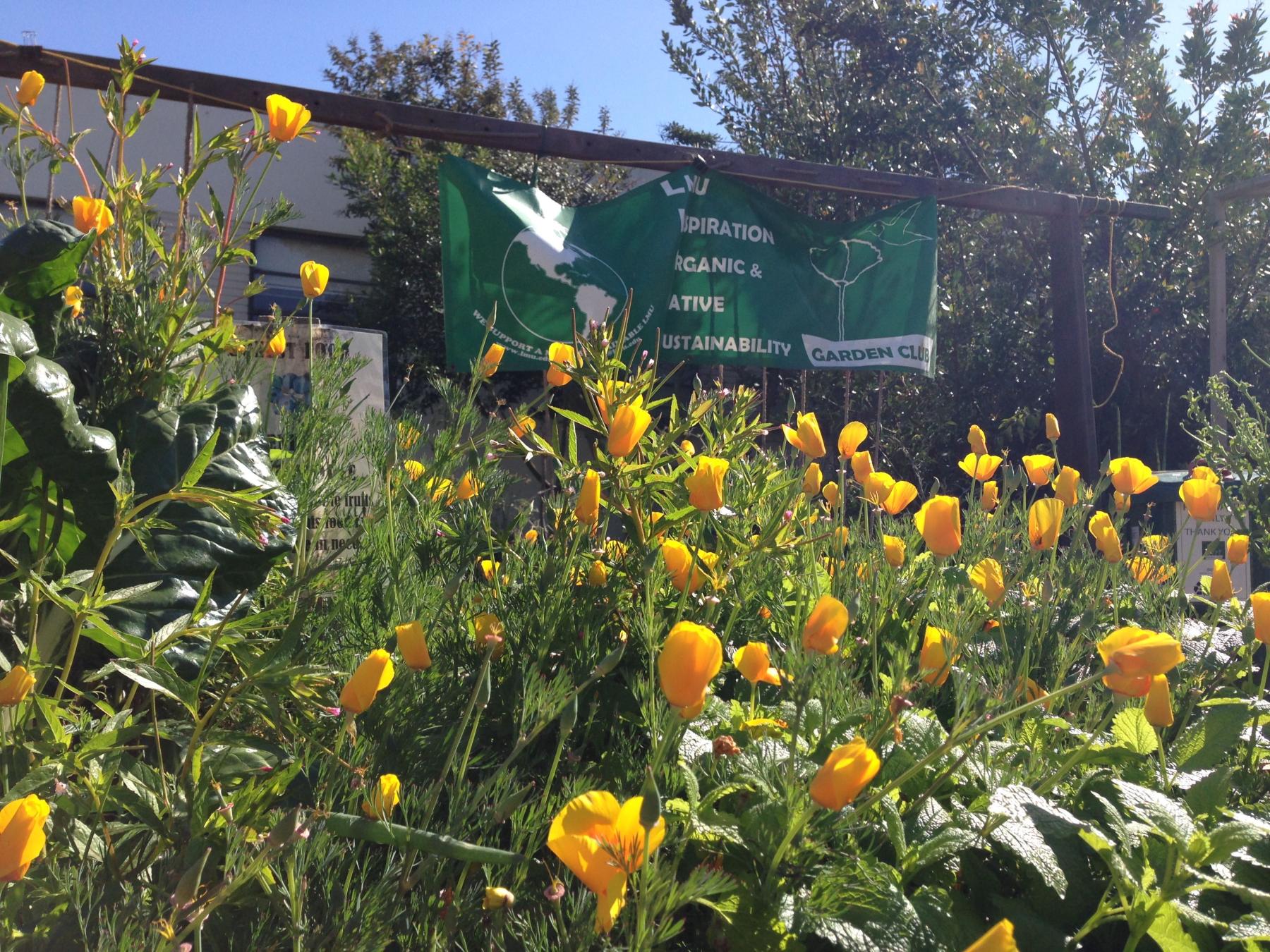 a garden full of yellow tulips