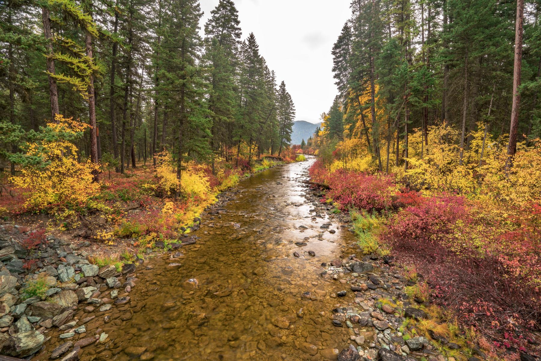 Fall in the Flathead National Forest around a stream