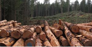 Pile of small logs at timber mill.