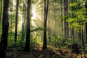 Forest Sunrise. Sunbeams illuminate the dark forest wilderness of a northern Michigan woodland. Adobe Stock licensed photo # 241724663 by ehrlif.