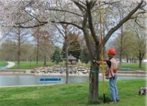 forester measuring a tree in a city