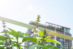 Bees in a pollinator garden in the city