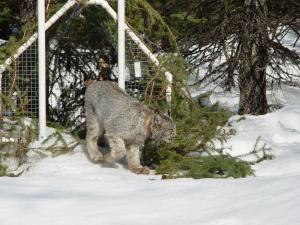 Lynx and a trap.