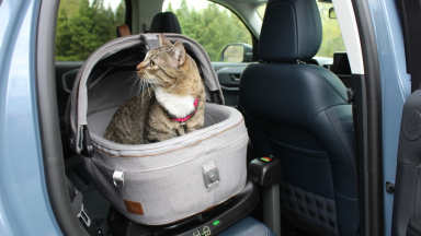 The Tavo Maeve Pet Car Seat installed in the back seat of a car with a gray cat in it.