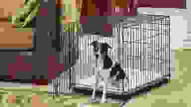 A puppy sitting in its dog crate.