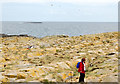 NU2337 : Rocky plateau on Staple Island by Andy F