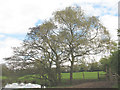 SJ8677 : Spring willow at Hill Top by Stephen Craven