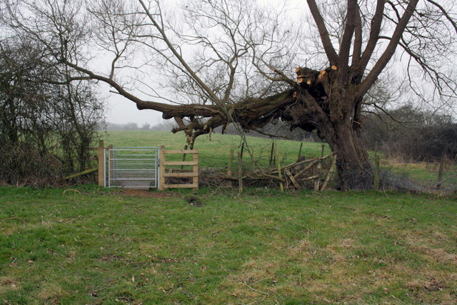 Footpath gate under pollarded willow