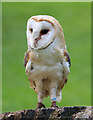 TF4323 : Barn Owl, Long Sutton Falconry Centre, Lincolnshire by Christine Matthews