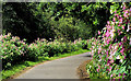 J3370 : Himalayan balsam, Lagan towpath, Belfast by Albert Bridge