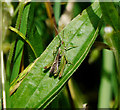 J4583 : Grasshopper, Helen's Bay by Rossographer