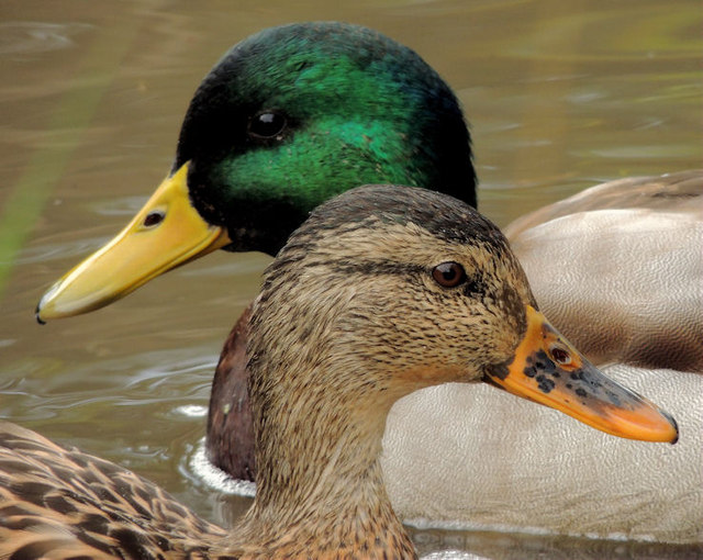 Mallard, Lagan towpath, Belfast (1)