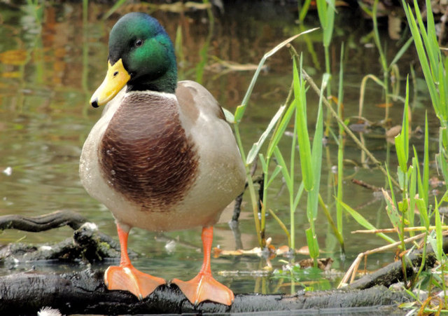 Mallard, Lagan towpath, Belfast (2)