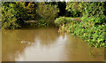 J3369 : The flooded Lagan canal at Moreland's Meadow, Belfast by Albert Bridge