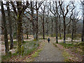  : Forest walk at Strone Hill by Karl and Ali