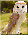 SD5705 : Barn Owl by David Dixon