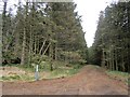  : Logging roads, Newcastleton Forest by Richard Webb