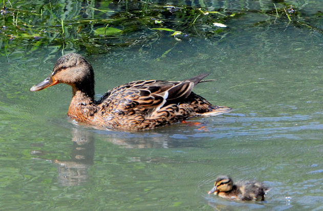 Mallard and duckling, Moreland's Meadow, Belfast