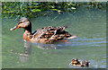 J3370 : Mallard and duckling, Moreland's Meadow, Belfast by Albert Bridge