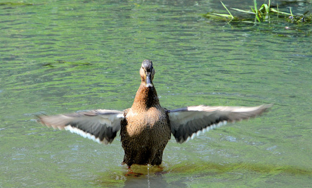 Mallard, Moreland's Meadow, Belfast