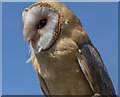 TL0914 : Barn Owl at the Hertfordshire Showground 2013 by Christine Matthews