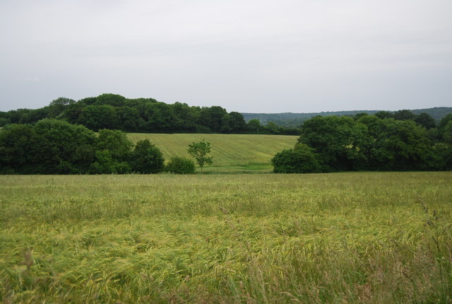 Barley field