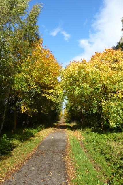 Falling leaves