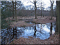 TQ4399 : Waterlogged forest by Roger Jones