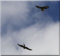 SO1053 : Flyby birds of prey by Bill Nicholls